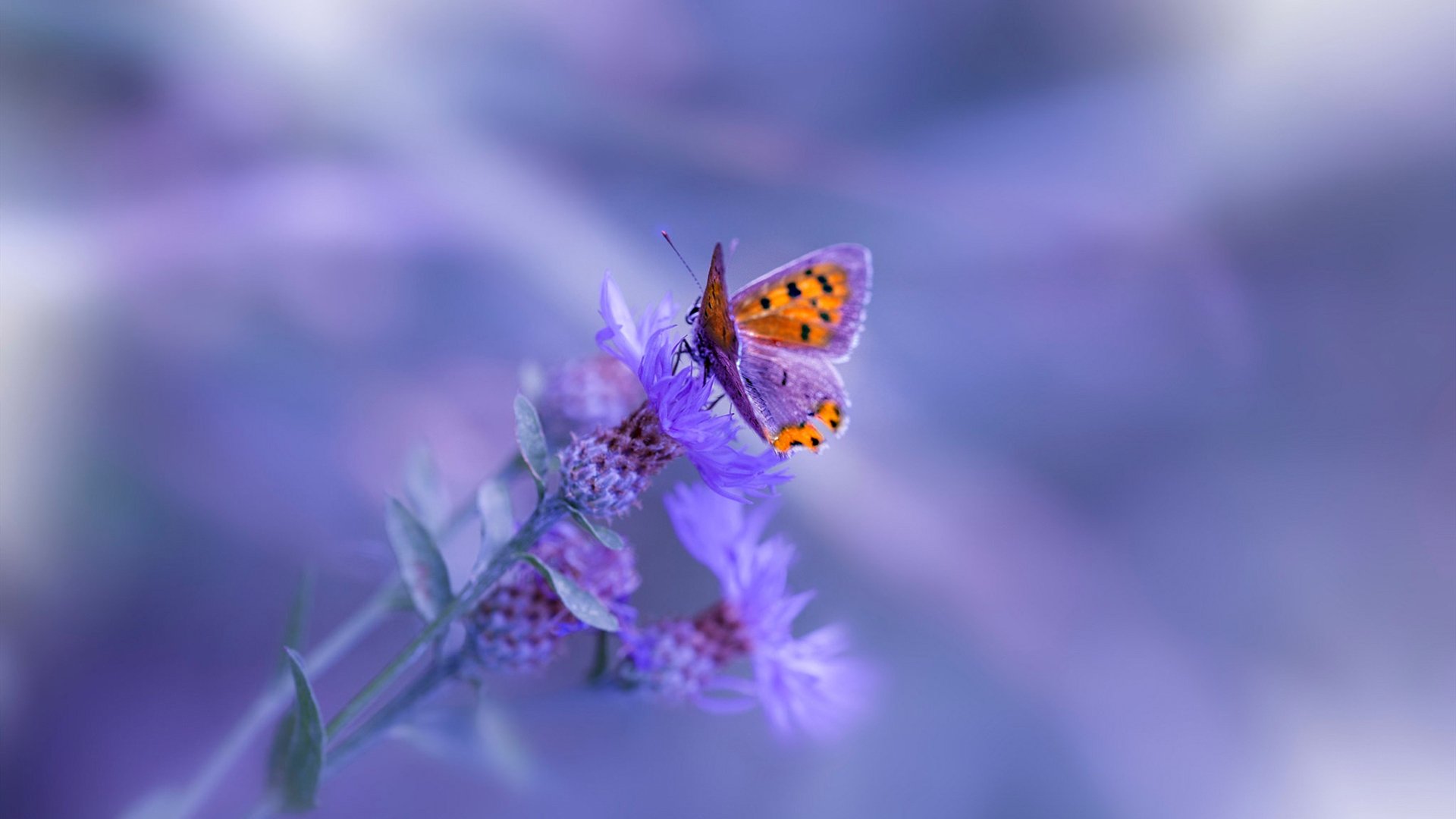 爱游戏官方-全国青少年沙滩足球联赛激烈开战,青春无限青春,全国青年沙滩排球锦标赛