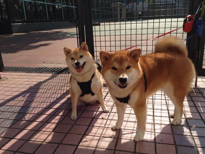 爱游戏在线服务-德甲赛季门票定价策略与球迷出勤率研究,德甲球票价格