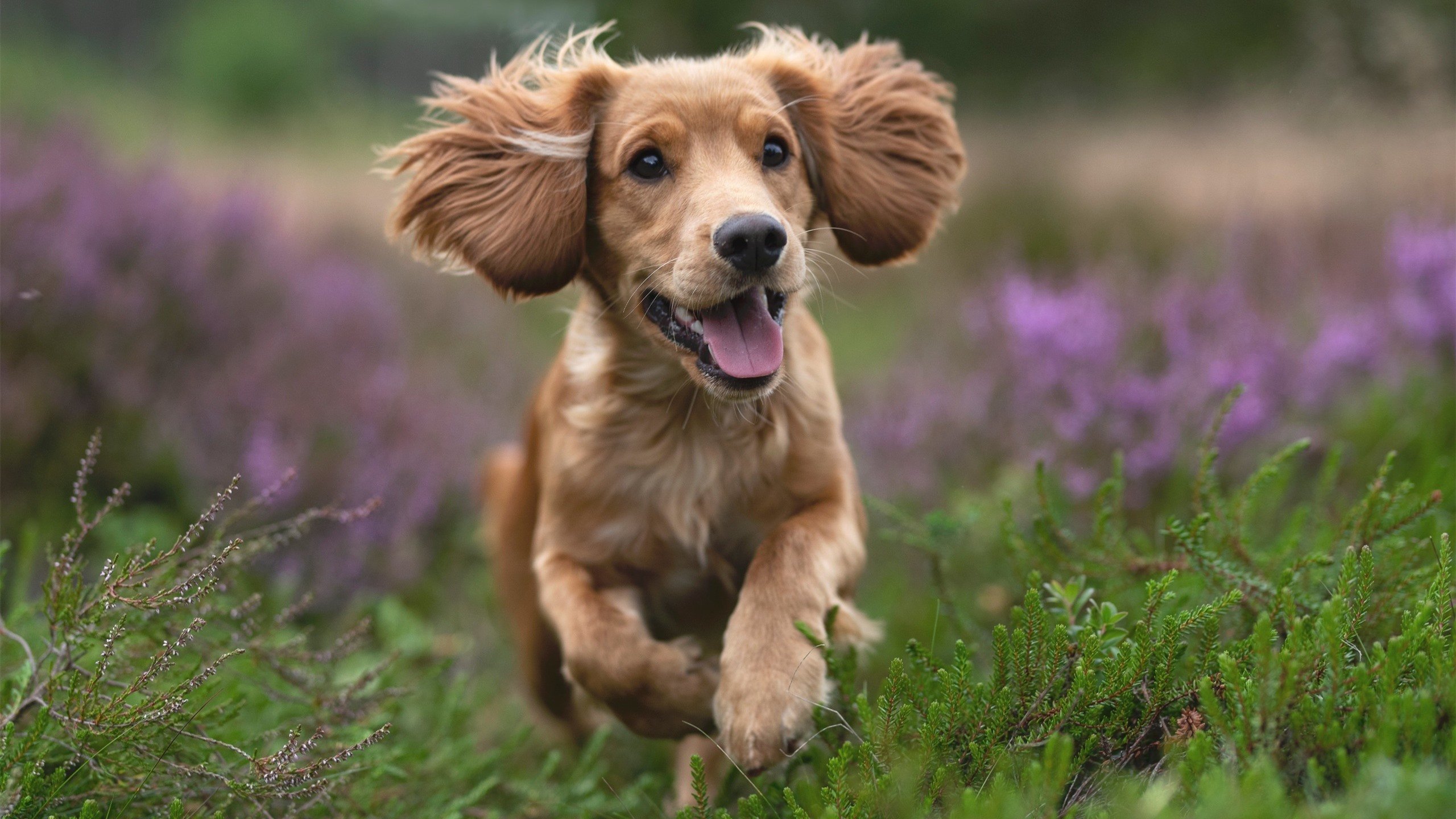 爱游戏入口-“定向越野:东部新区赛场考验运动员全方位能力”